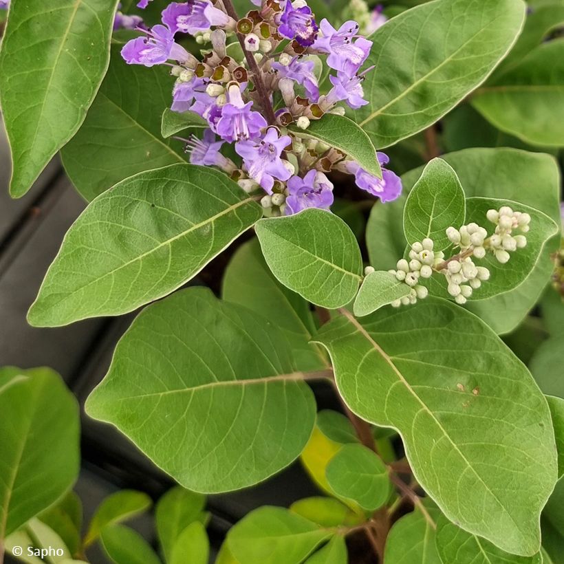 Vitex x agnus-castus Chicagoland Blues - Gattilier (Feuillage)