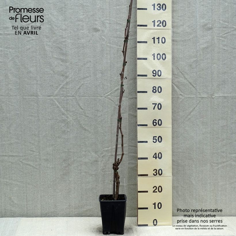 Spécimen de Vigne sans pépin Apirena Ametista Pot de 1.5L/2L tel que livré au printemps