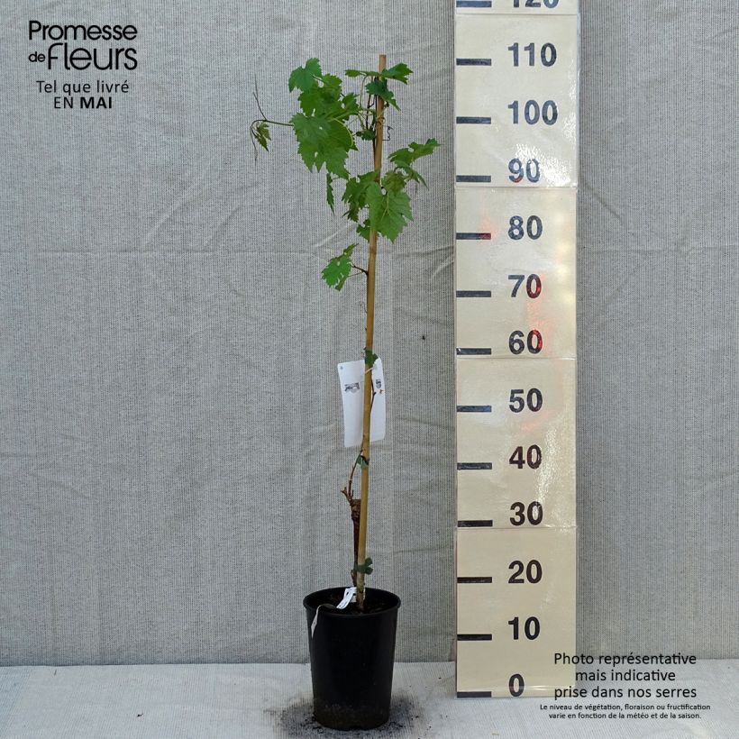 Spécimen de Vigne Cabernet Sauvignon - Vitis vinifera Pot de 1L/1.5L tel que livré au printemps
