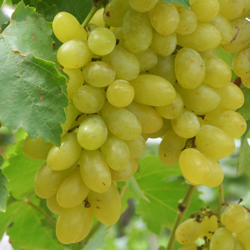 Vigne Centennial Seedless (Récolte)