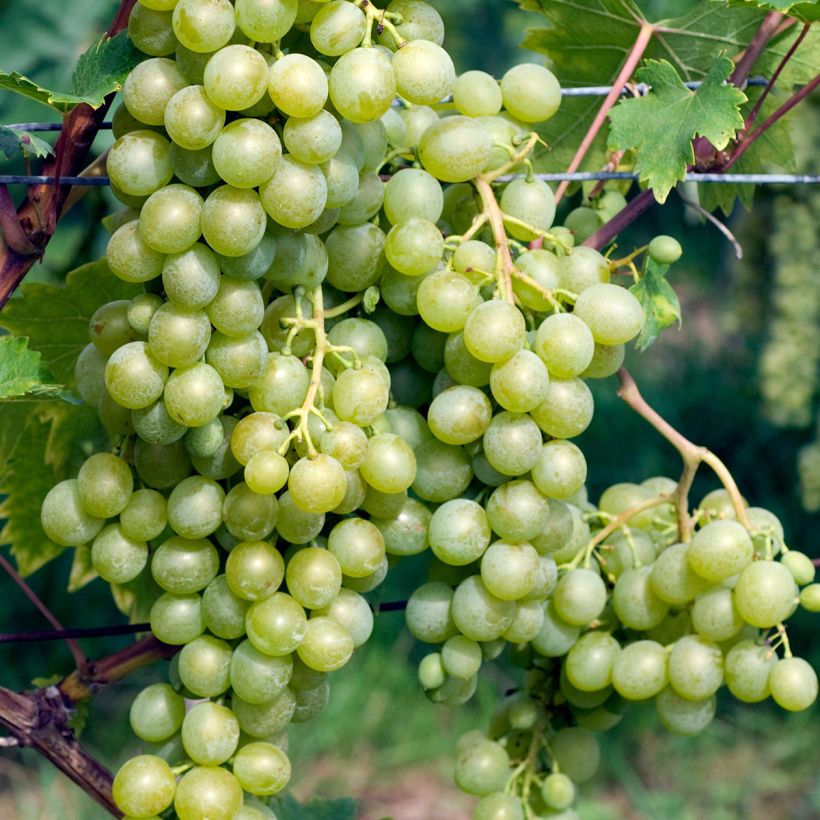 Vigne Evita (Récolte)