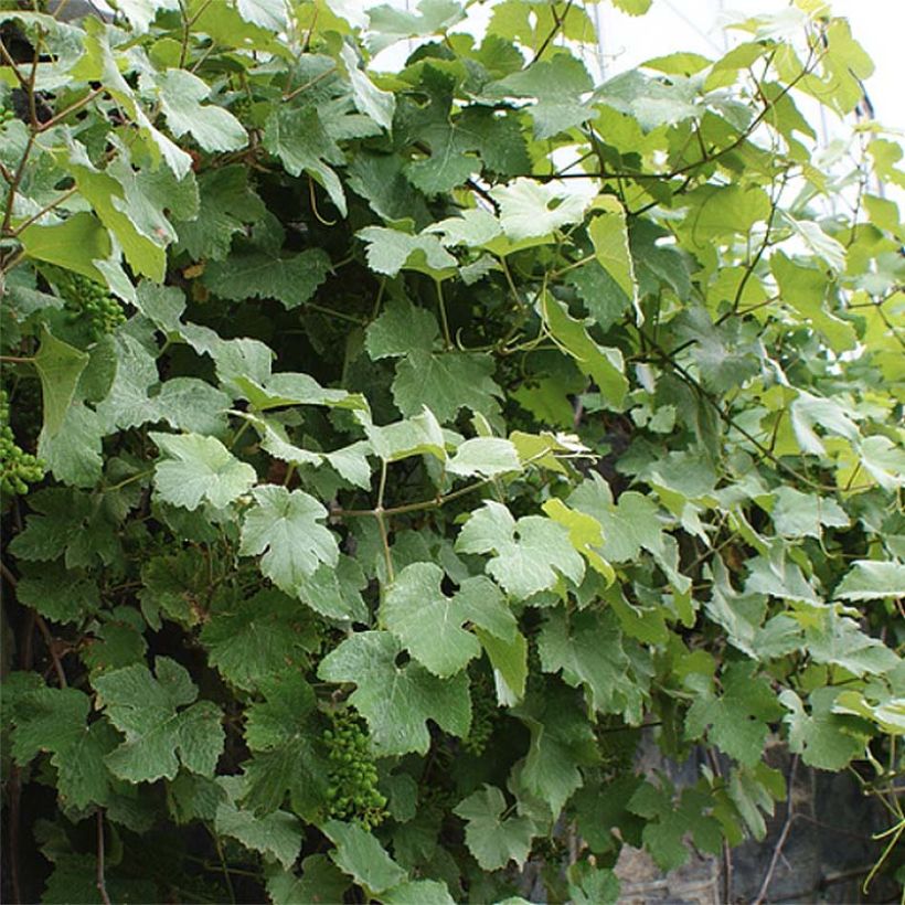 Vigne d'ornement - Vitis vinifera Incana (Feuillage)