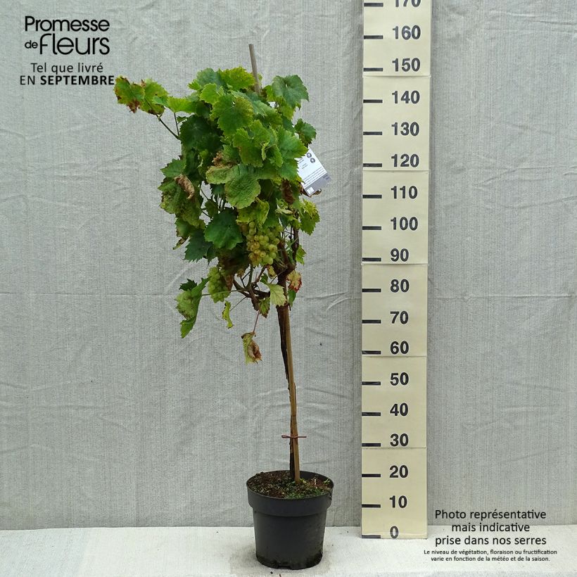 Spécimen de Vigne de table Picurka - Vitis vinifera tel que livré en automne