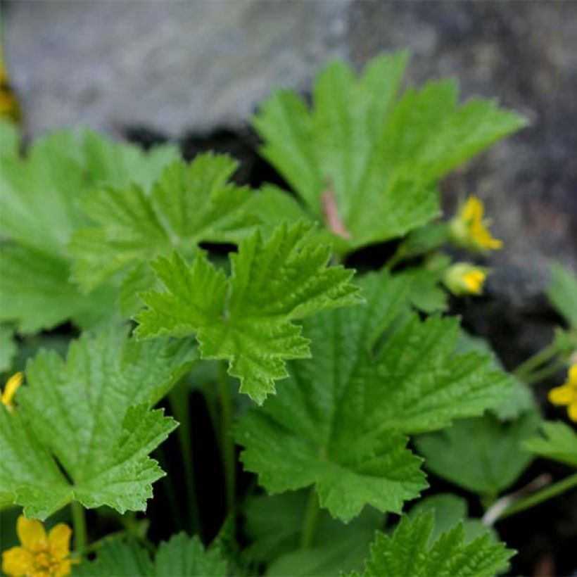 Waldsteinia geoides - Waldstenie faux-fraisier (Feuillage)