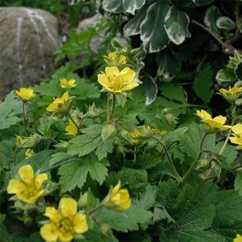 Waldsteinia geoides - Waldstenie faux-fraisier (Floraison)