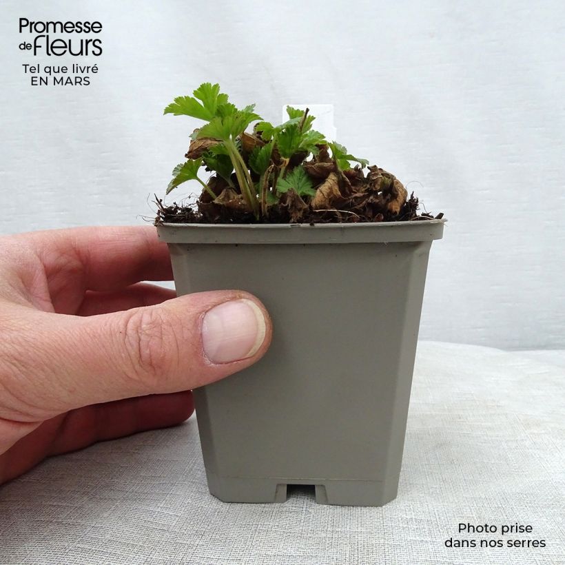 Spécimen de Waldsteinia geoides - Waldstenie faux-fraisier Godet de 9cm tel que livré au printemps