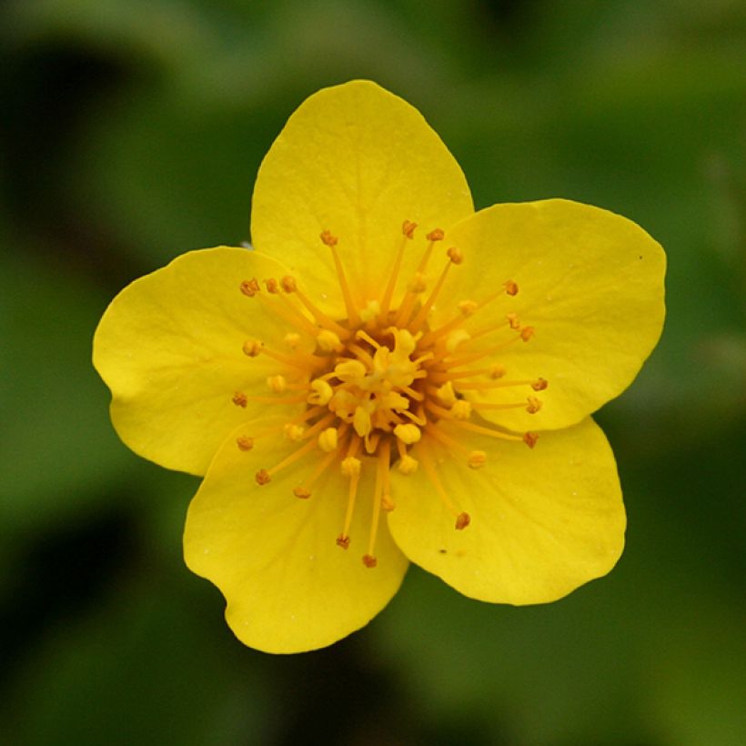 Fraisier stérile - Waldsteinia ternata (Floraison)