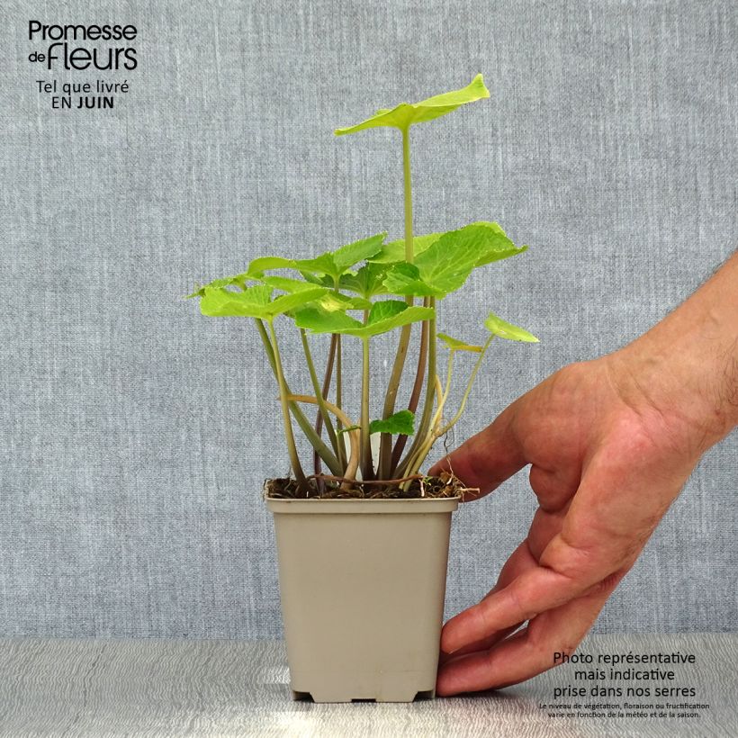 Spécimen de Wasabi japonais - Eutrema japonicum Godet de 8/9 cm tel que livré en été
