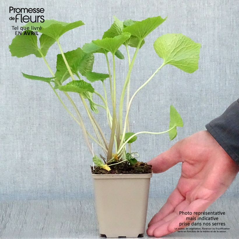 Spécimen de Wasabi japonais - Eutrema japonicum - Godet de 8/9cm tel que livré au printemps