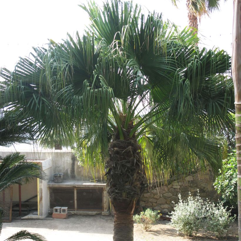 Washingtonia filifera - Palmier à jupon (Port)