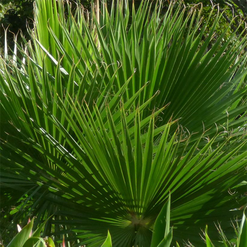 Washingtonia robusta - Palmier du Mexique (Feuillage)