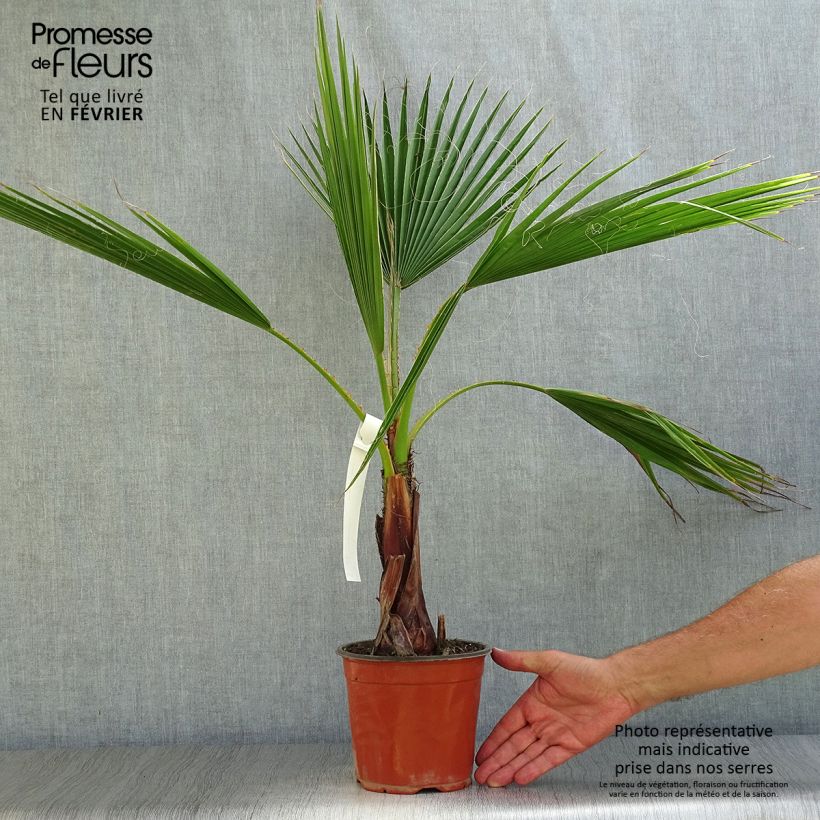 Spécimen de Washingtonia robusta - Palmier du Mexique Pot de 2L/3L tel que livré en automne