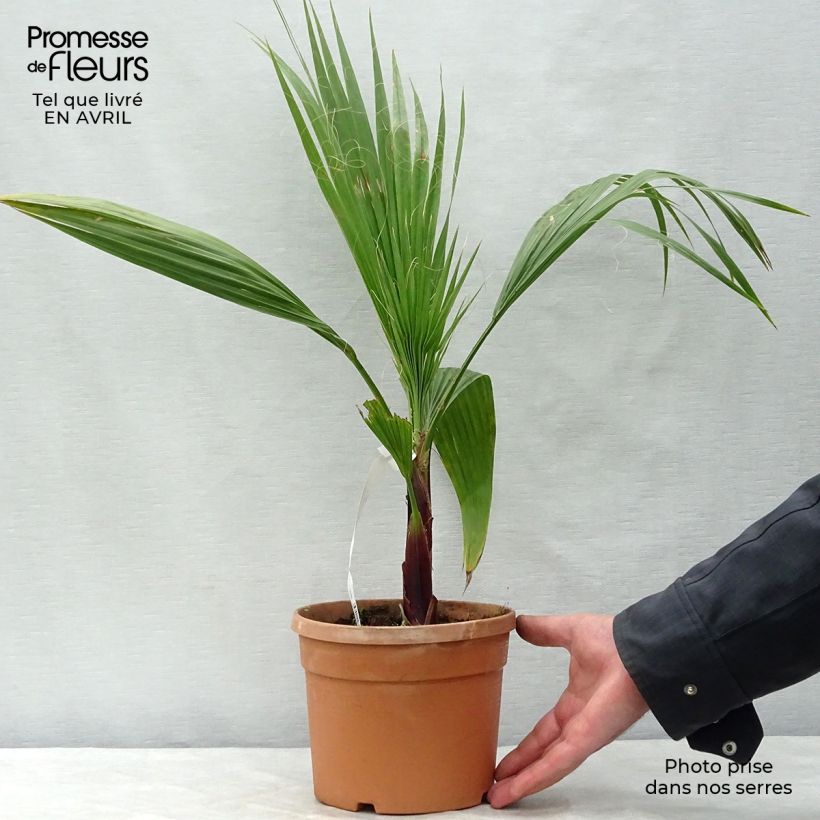 Spécimen de Washingtonia robusta - Palmier du Mexique tel que livré en printemps