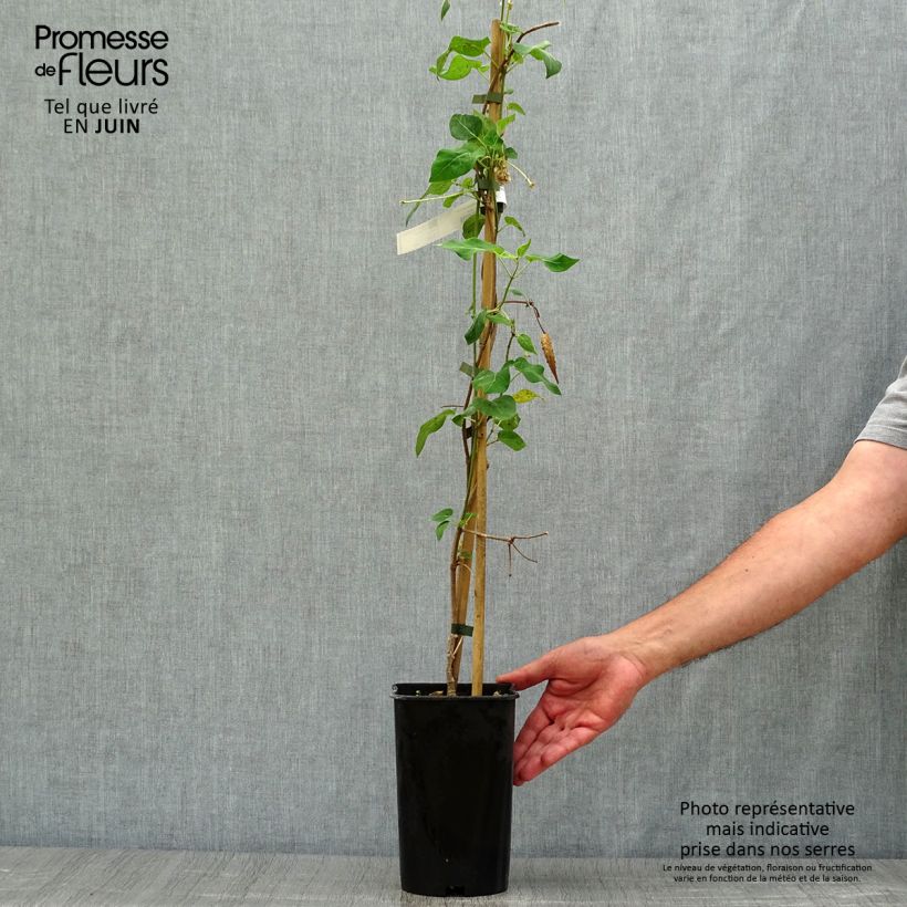 Spécimen de Wattakaka sinensis - Drégée de Chine Pot de 2L/3L tel que livré en été