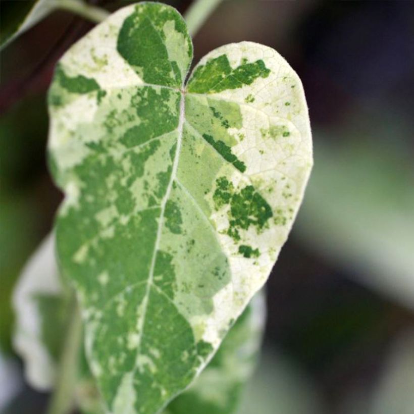 Wattakaka sinensis Variegata - Drégée de Chine (Feuillage)