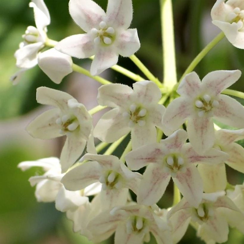 Wattakaka sinensis Variegata - Drégée de Chine (Floraison)