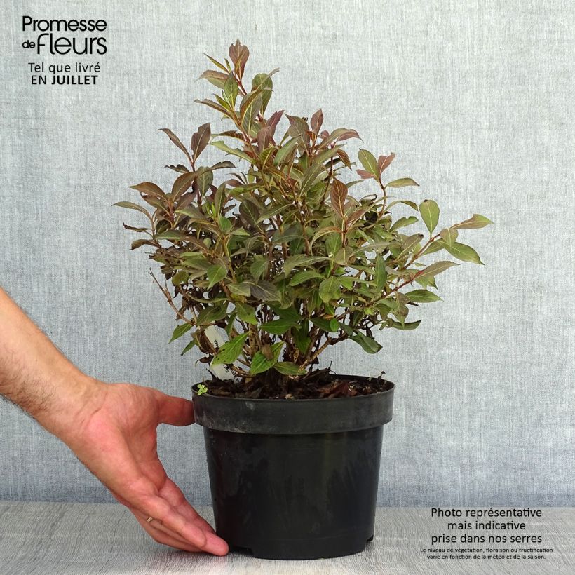 Spécimen de Weigela Black and White Pot de 3L/4L tel que livré en été