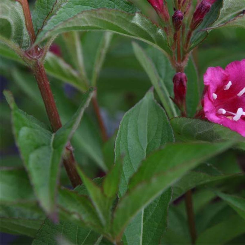 Weigela florida Bristol Ruby (Feuillage)