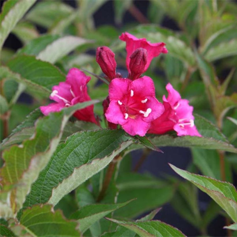 Weigela florida Bristol Ruby (Floraison)
