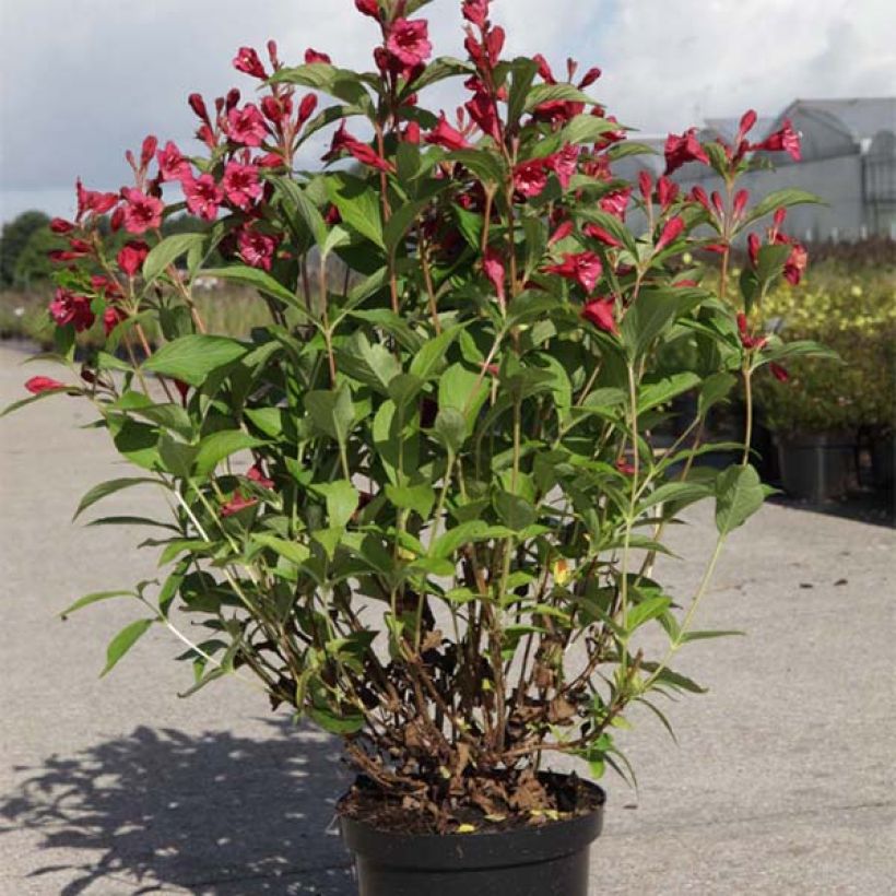 Weigela florida Bristol Ruby (Port)