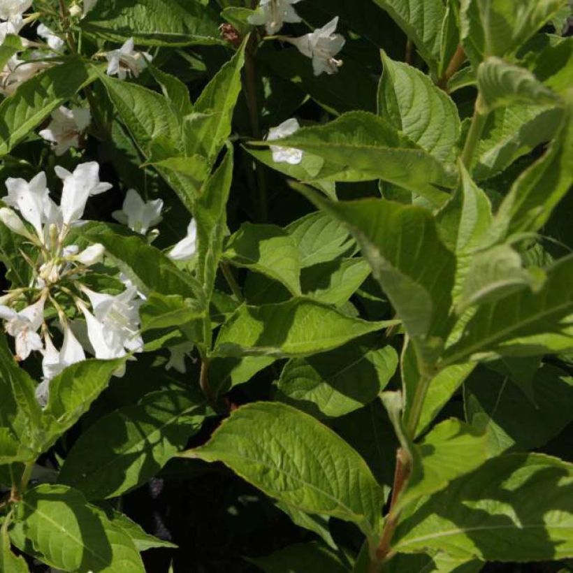 Weigela Candida - Weigélia (Feuillage)