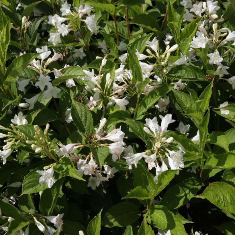 Weigela Candida - Weigélia (Floraison)