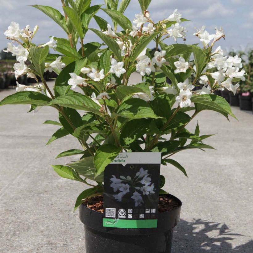 Weigela Candida - Weigélia (Port)