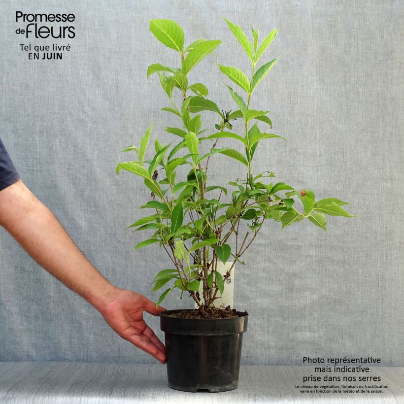 Spécimen de Weigela Candida - Weigélia Pot de 3L/4L tel que livré en été