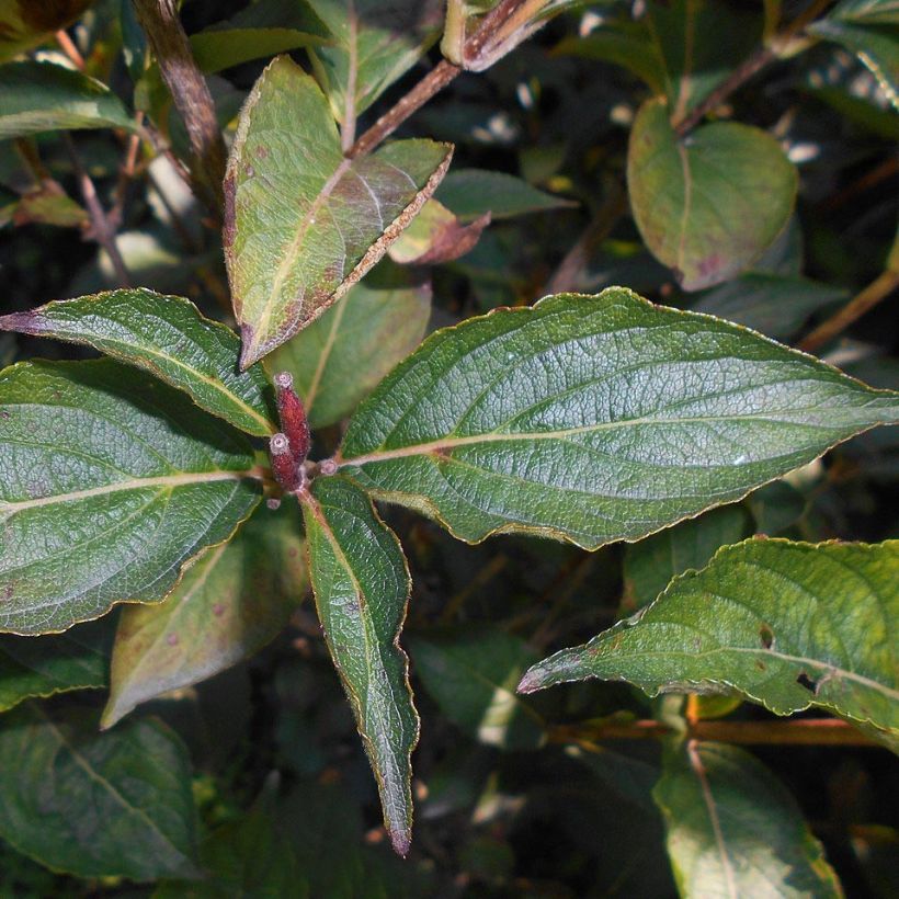 Weigela hybride Eva Rathke (Feuillage)