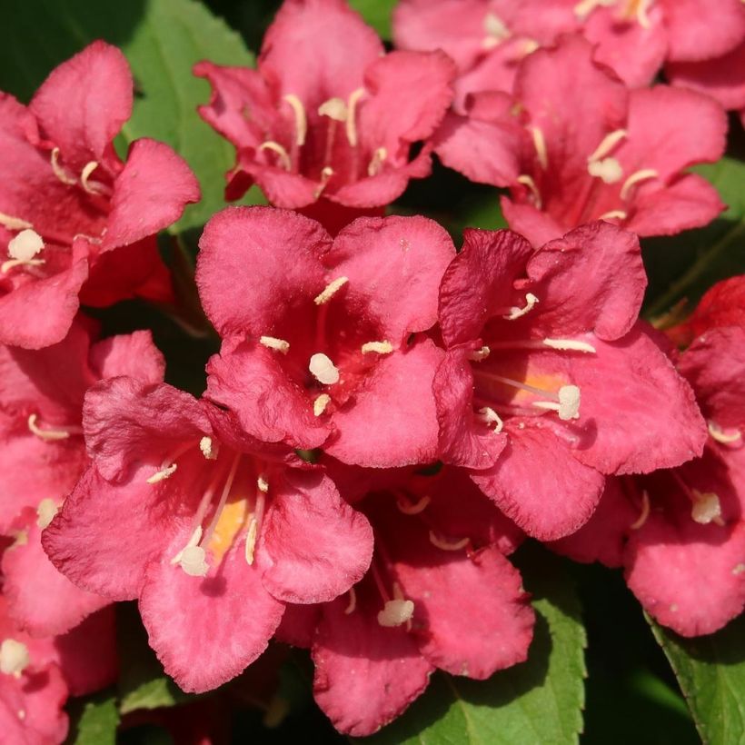 Weigela hybride Eva Rathke (Floraison)