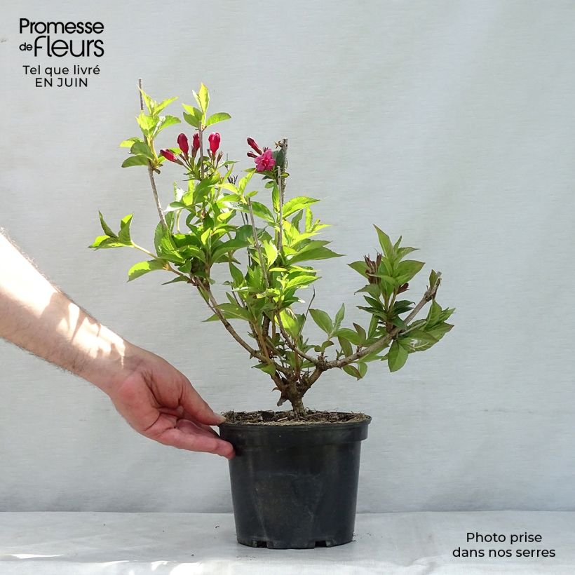 Spécimen de Weigela florida Bristol Ruby Pot de 2L/3L tel que livré en été