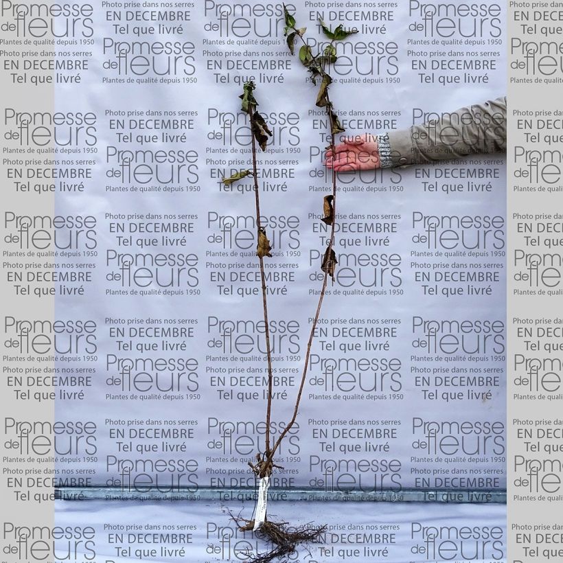 Spécimen de Weigela florida Bristol Ruby tel que livré en printemps