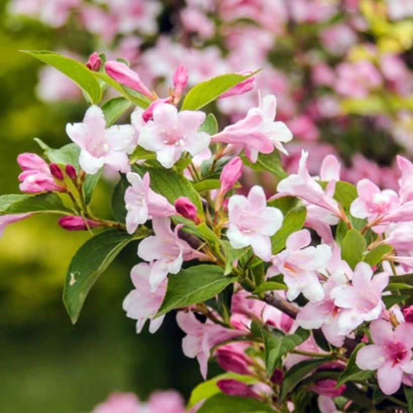 Weigela florida Rosea - Weigélia (Feuillage)