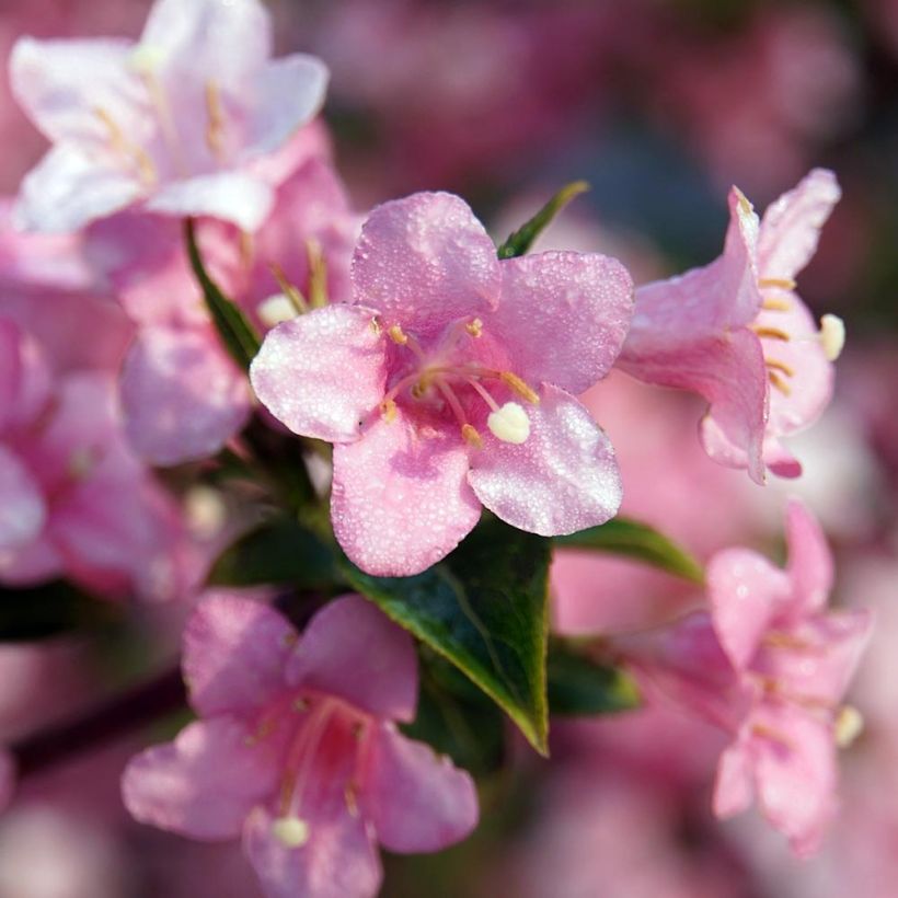 Weigela florida Rosea - Weigélia (Floraison)