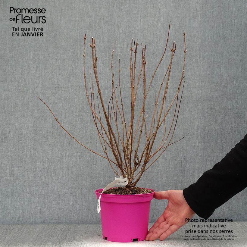 Spécimen de Weigela Kosteriana Variegata - Weigelia Kosteriana Variegata Pot de 2L/3L tel que livré en hiver