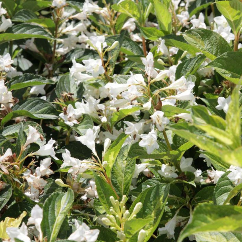 Weigela Milk and Honey (Floraison)