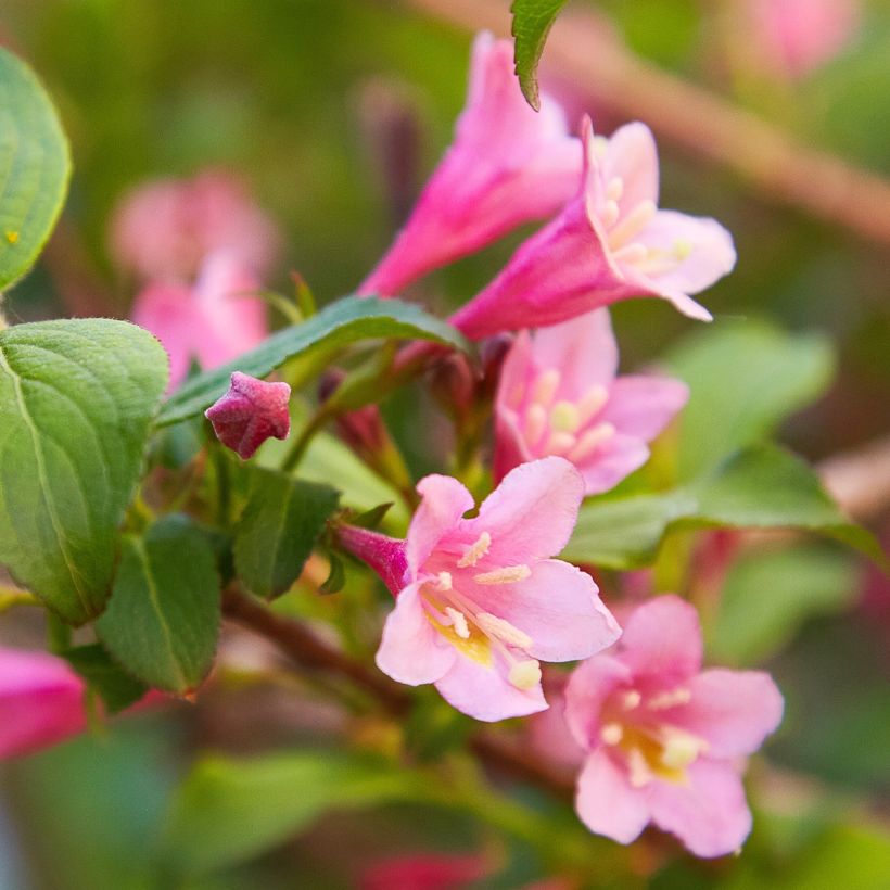 Weigela Minuet (Floraison)