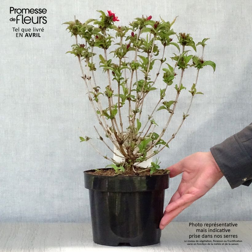 Spécimen de Weigela Nain rouge Courtanin Pot de 3L/4L tel que livré au printemps