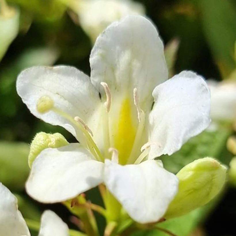 Weigela Picobella Bianco (Floraison)