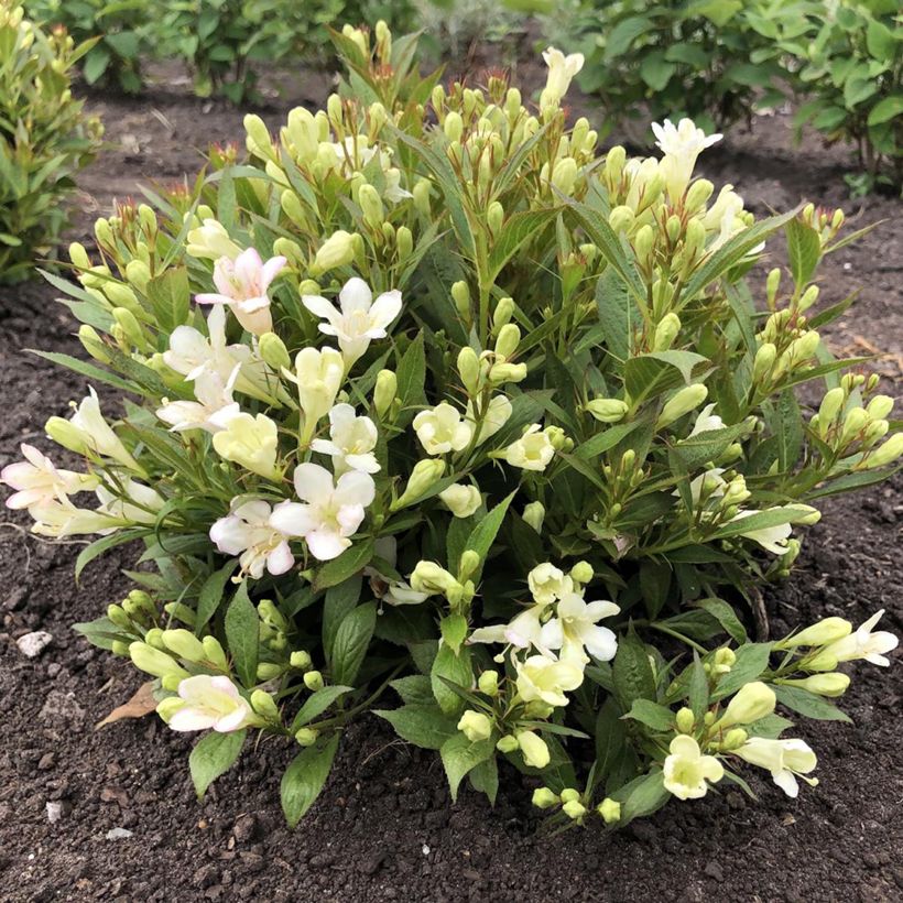 Weigela Picobella Bianco (Port)