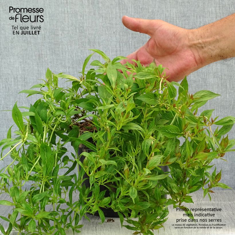 Spécimen de Weigela Picobella Bianco Pot de 3L/4L tel que livré en été