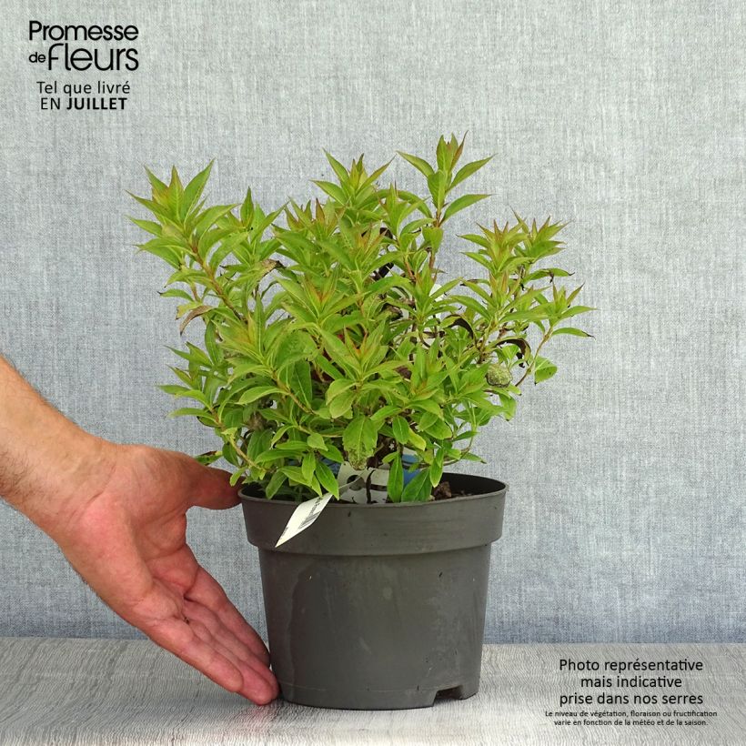Spécimen de Weigela Picobella Rosso Pot de 2L/3L tel que livré en été