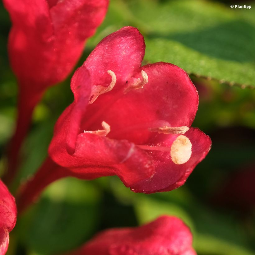 Weigela Picobella Rosso (Floraison)
