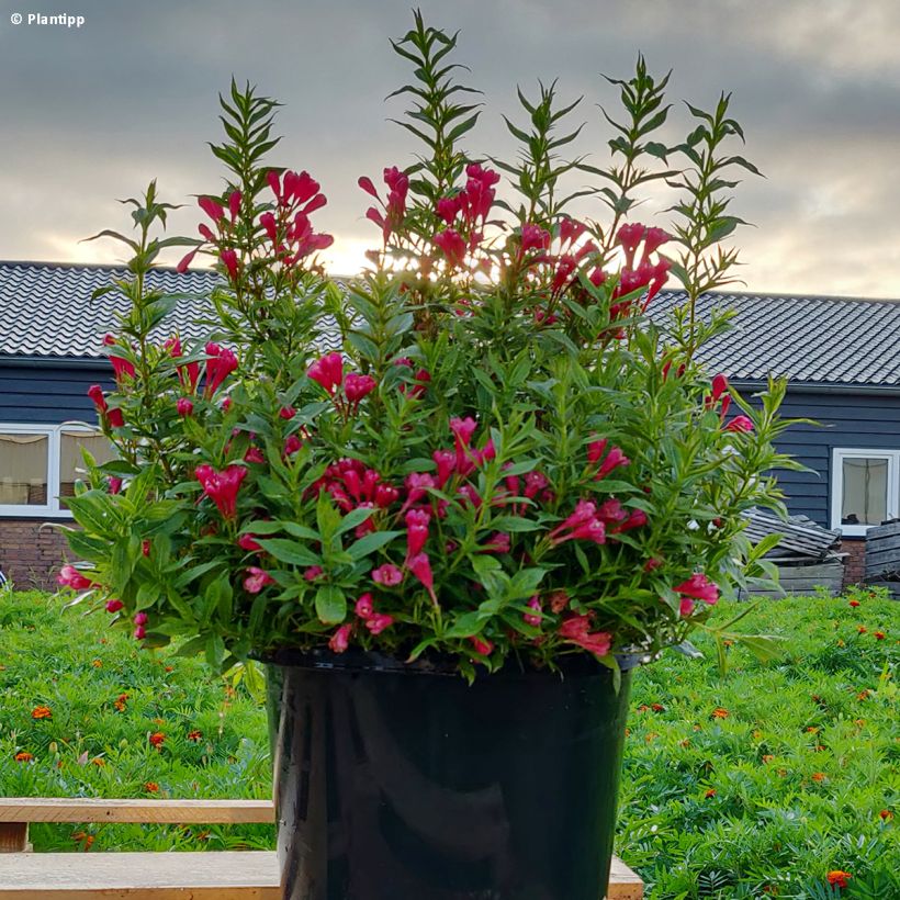 Weigela Picobella Rosso (Port)