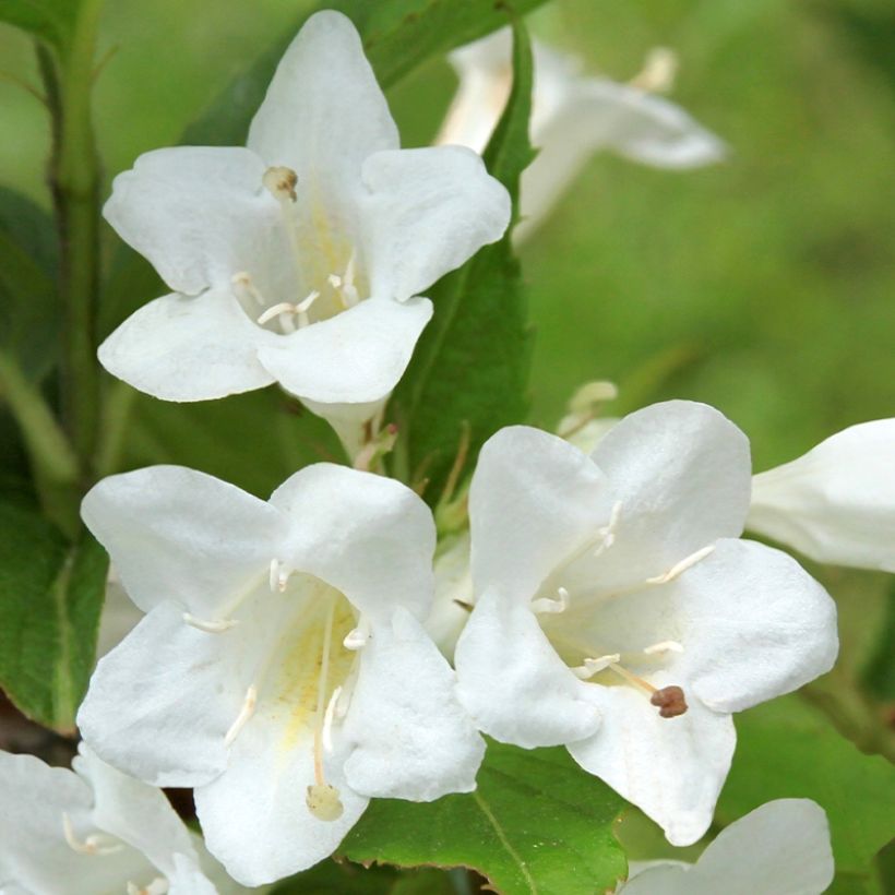 Weigela Snowflake (Floraison)