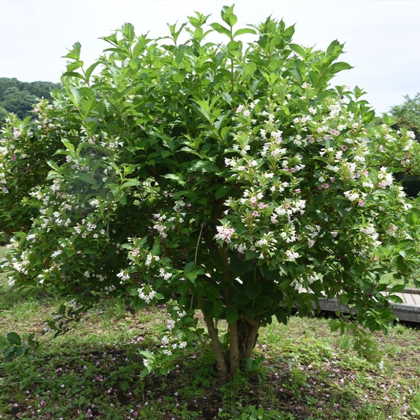 Weigela Snowflake (Port)