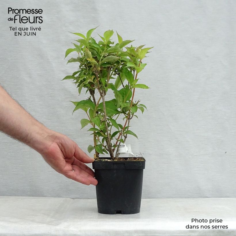 Spécimen de Weigela Stelzneri Pot de 2L/3L tel que livré en été