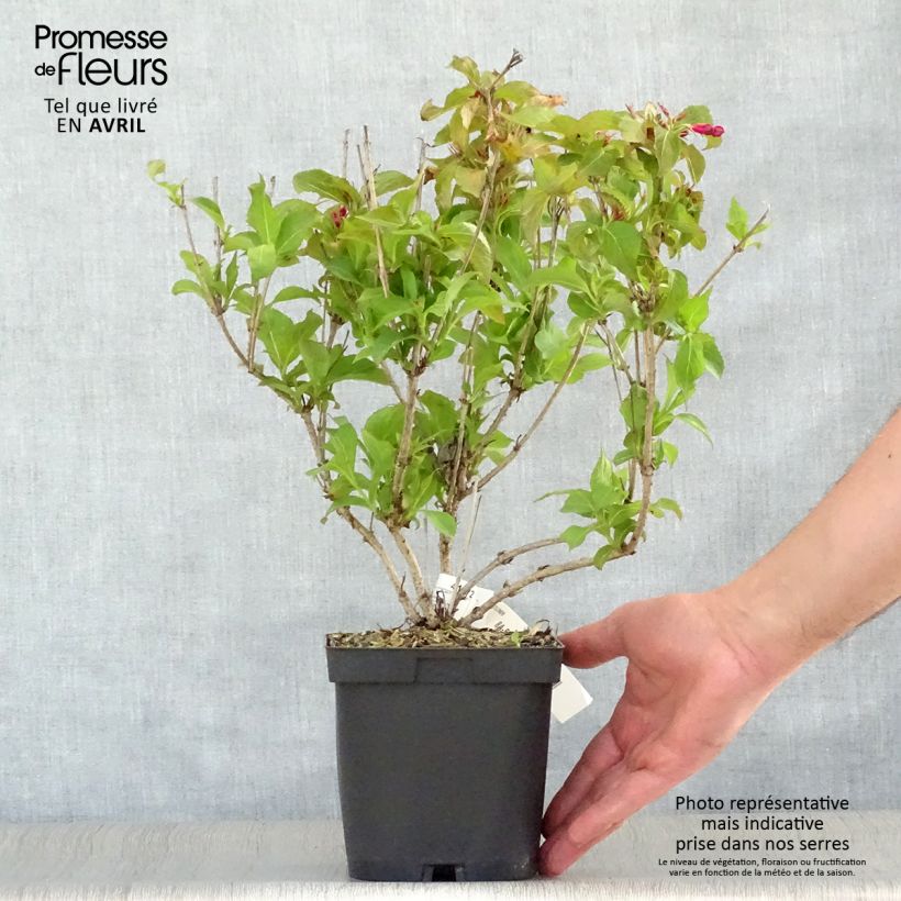 Spécimen de Weigela Stelzneri en pot de 2l/3l tel que livré au printemps