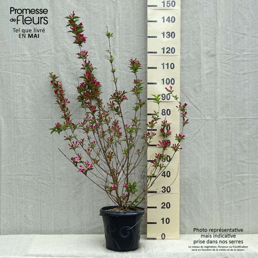 Spécimen de Weigela Stelzneri en pot de 7,5/10L tel que livré au printemps