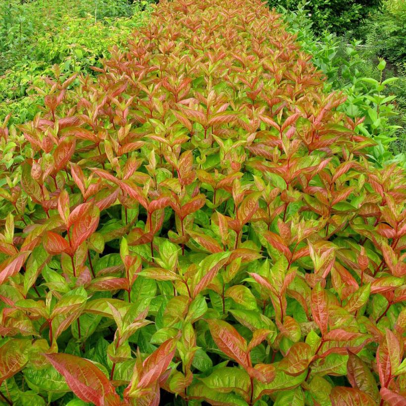 Weigela Wings of Fire  (Feuillage)